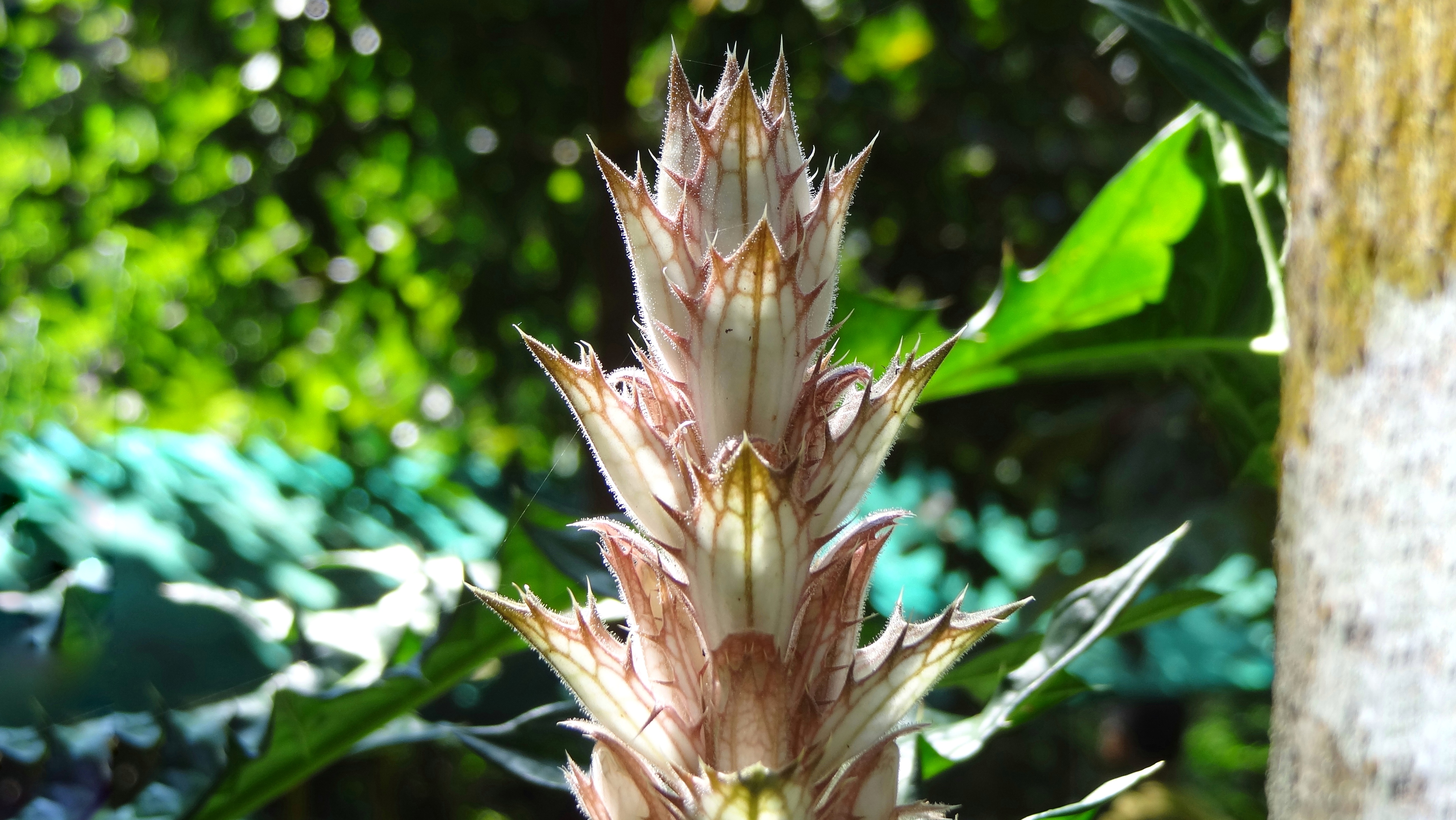 ACANTHUS MONTANUS UNDER NATURAL LIGHT.